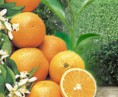 Agroquimicos